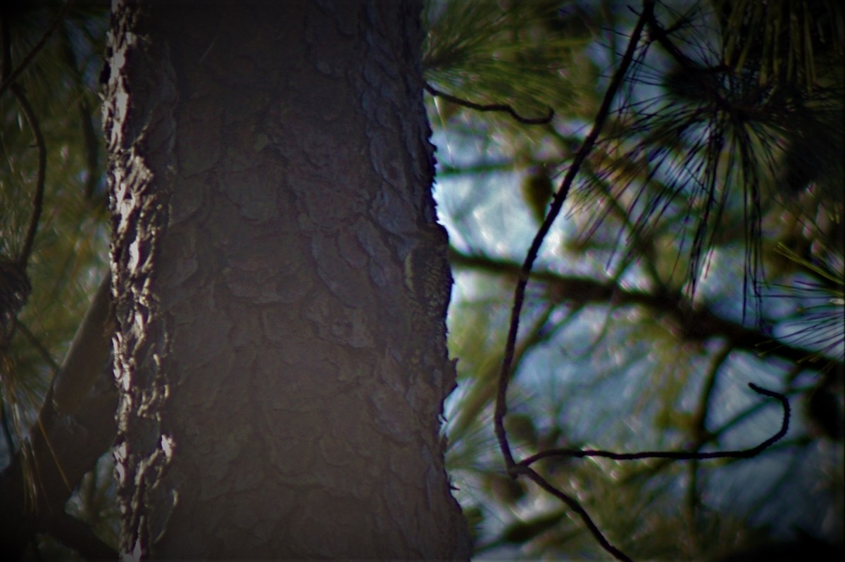 Yellow-bellied Sapsucker - ML70223321