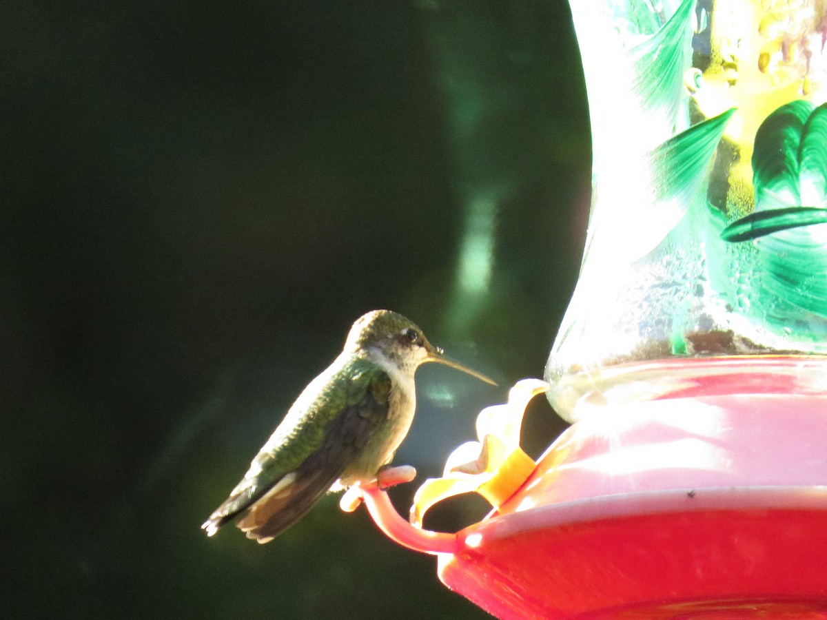 Ruby-throated Hummingbird - Donna  Ellis