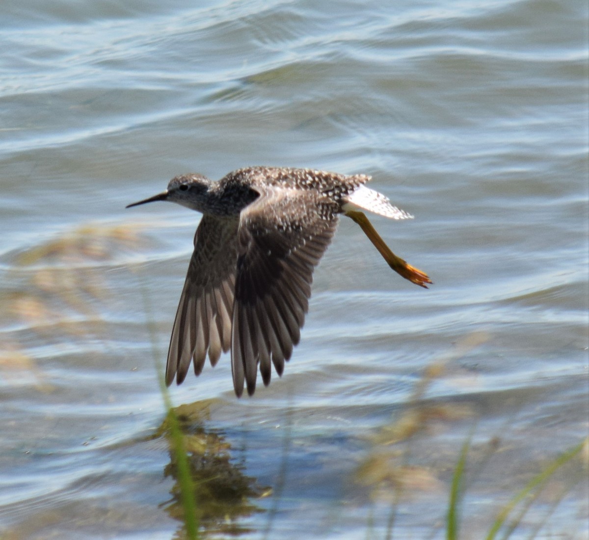 Lesser Yellowlegs - ML70226061