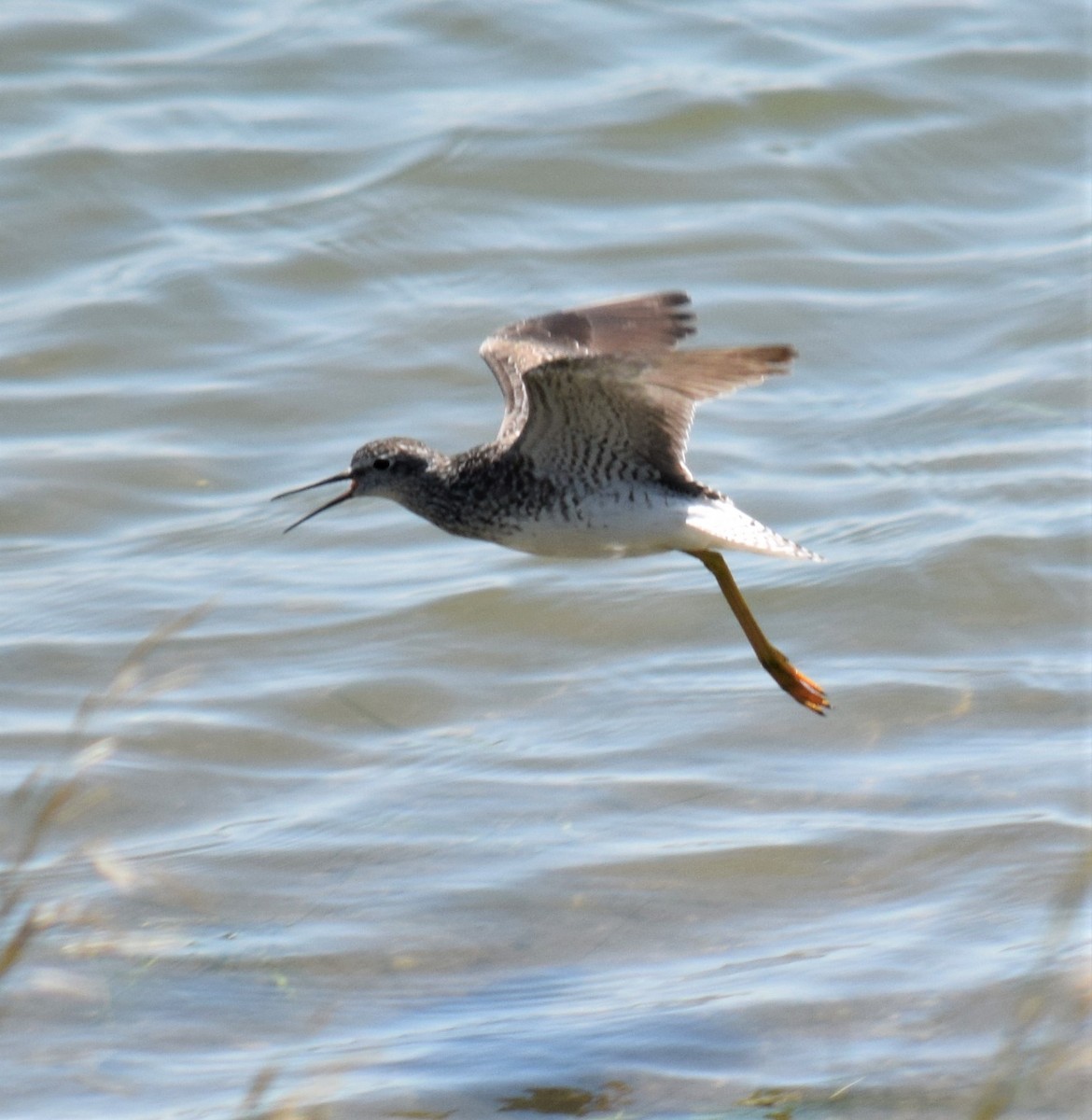 Lesser Yellowlegs - ML70226071