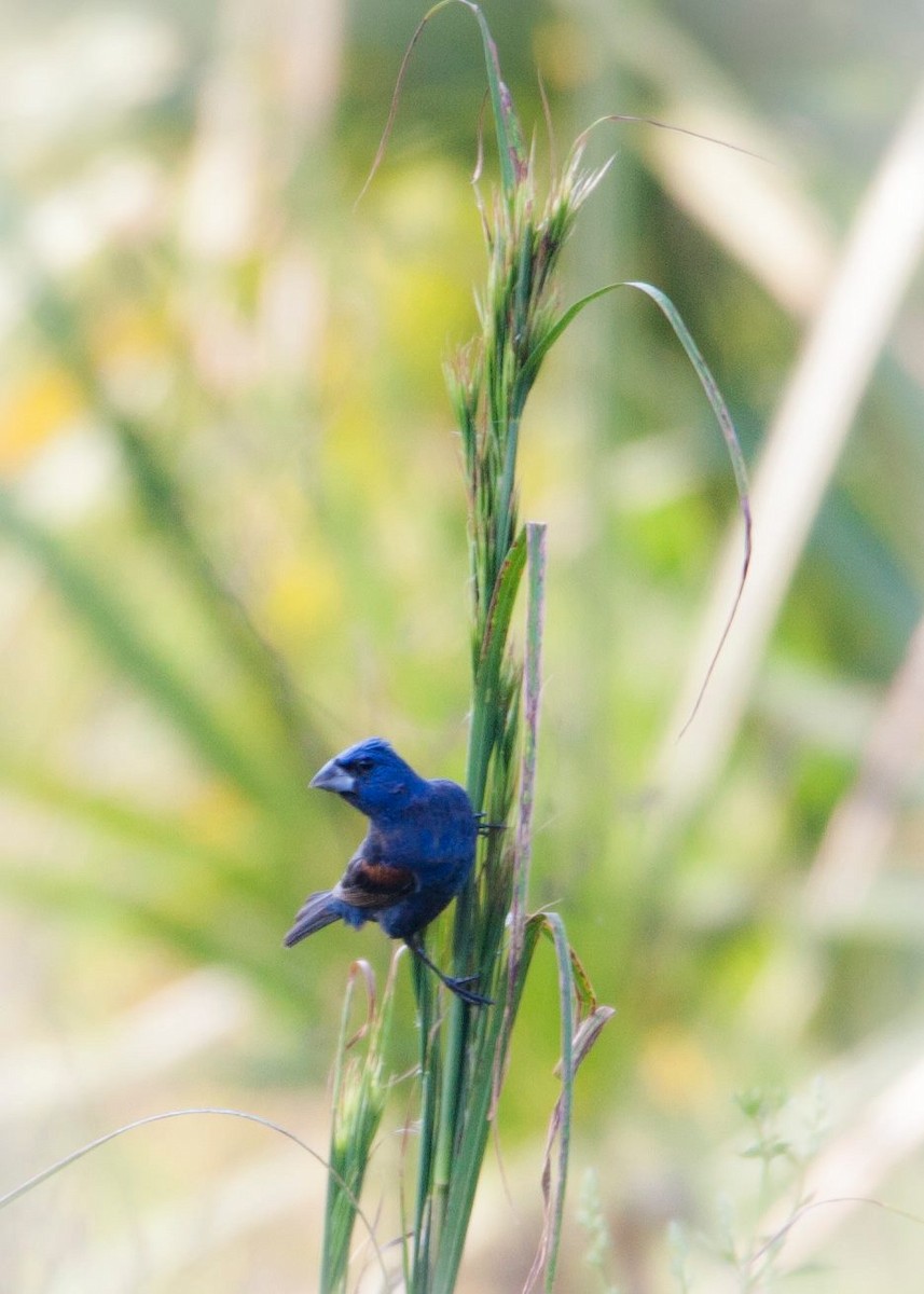 Guiraca bleu - ML70227991