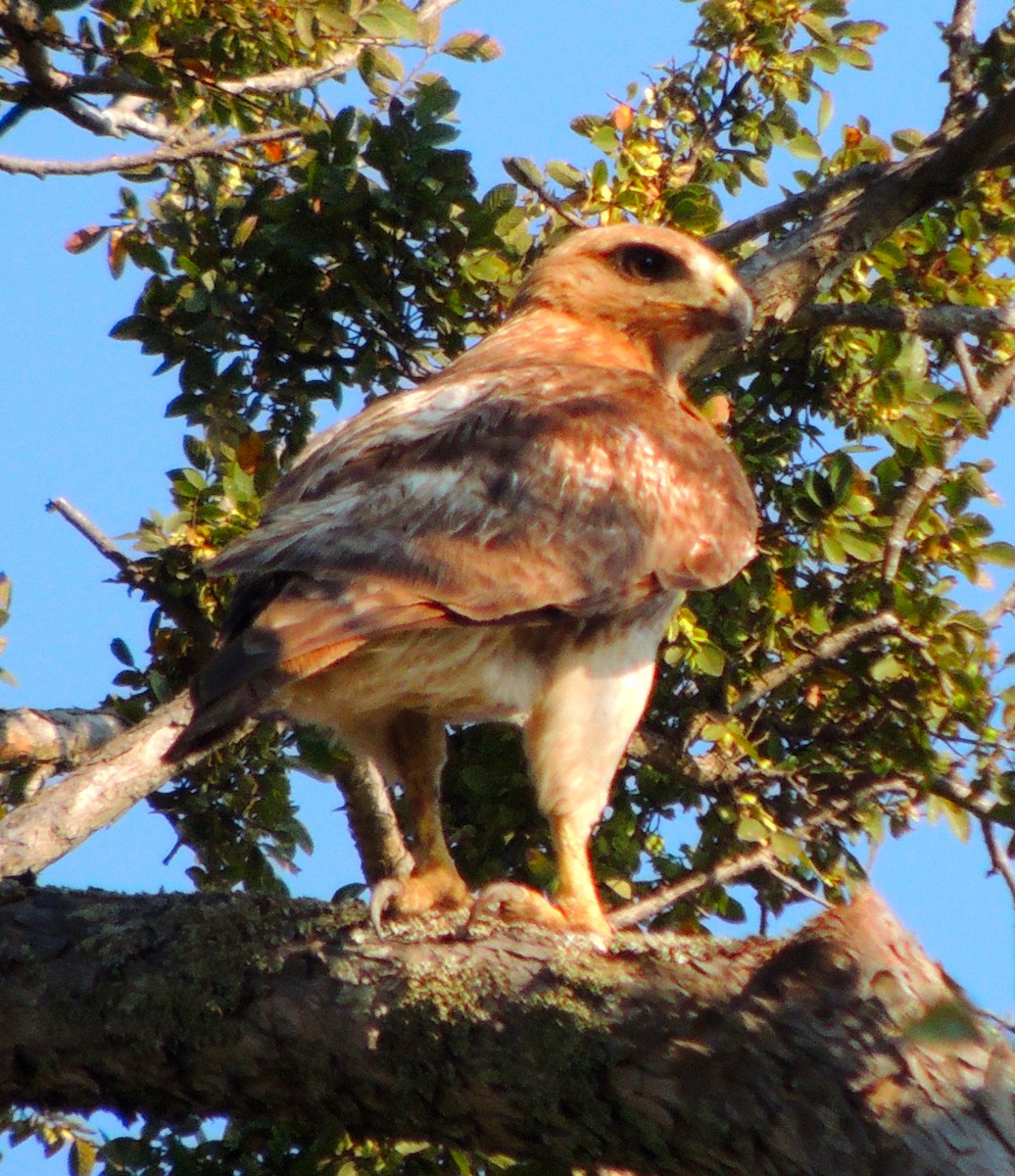 Red-tailed Hawk - ML70229741