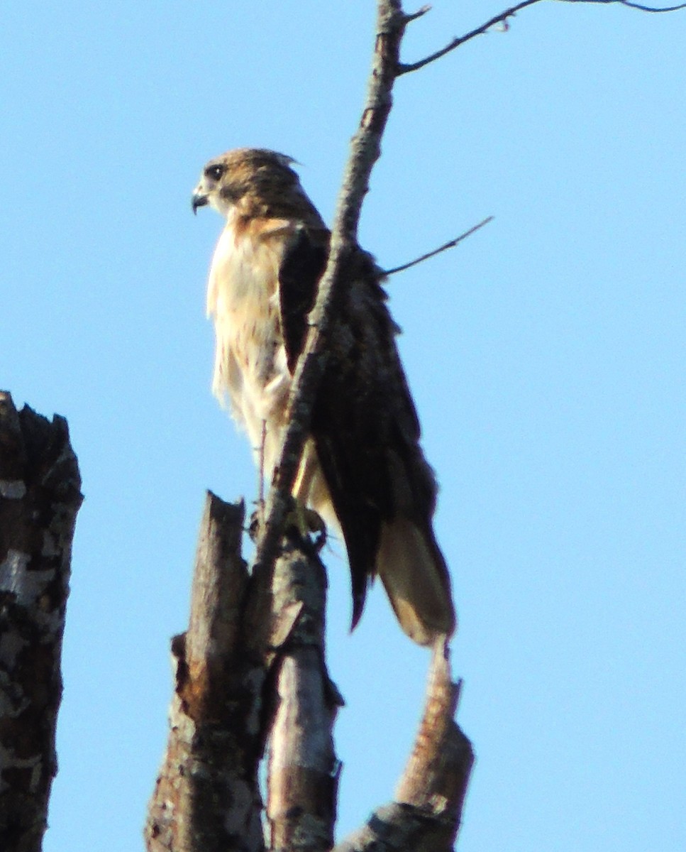 Red-tailed Hawk - Jay Huner