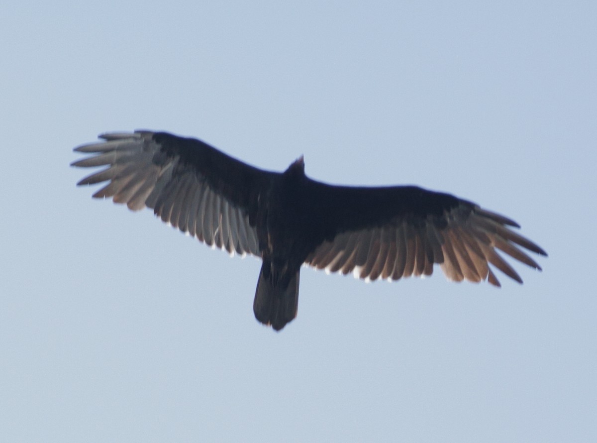 Turkey Vulture - ML70230891