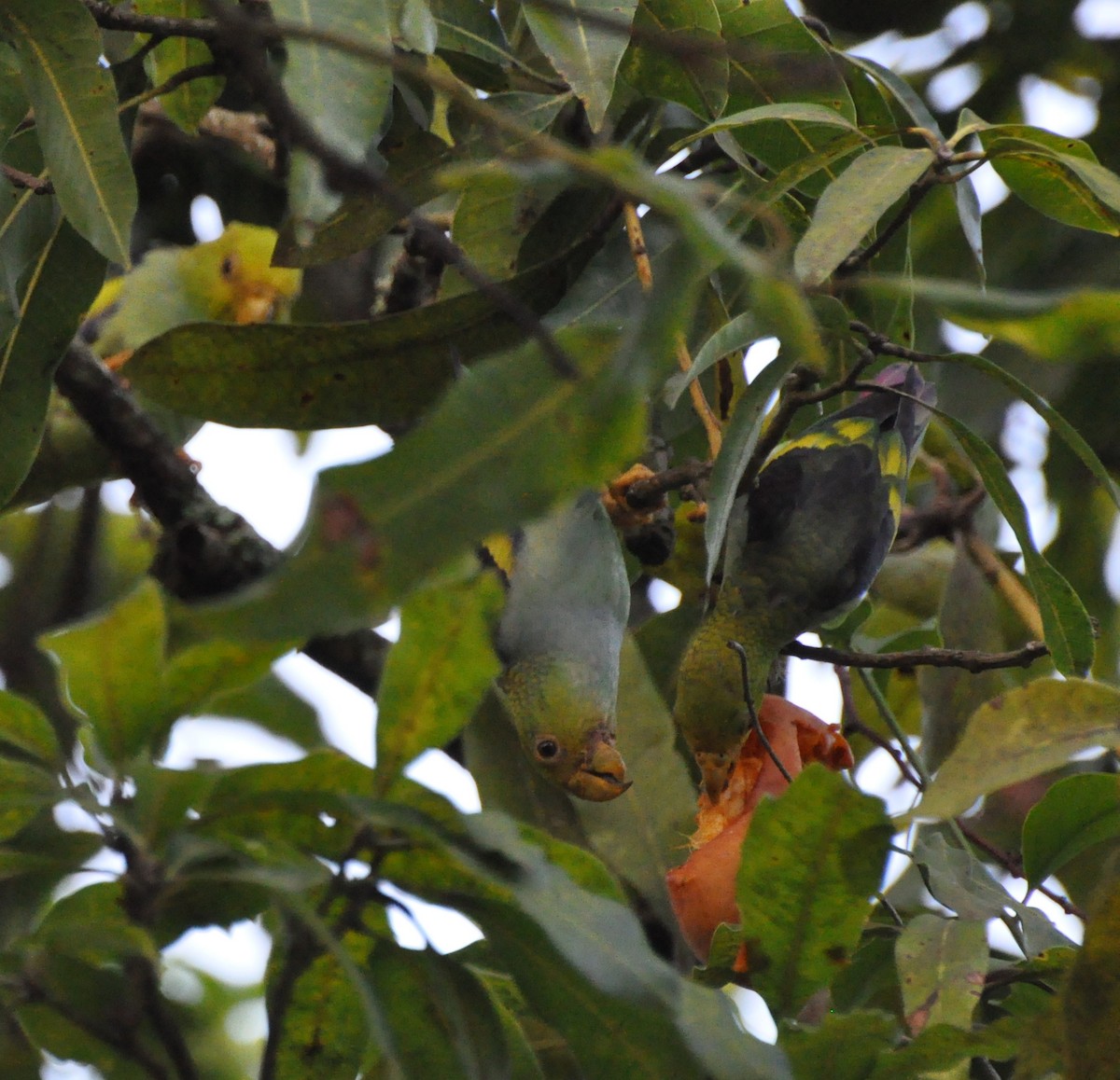 Lilac-tailed Parrotlet - ML702314