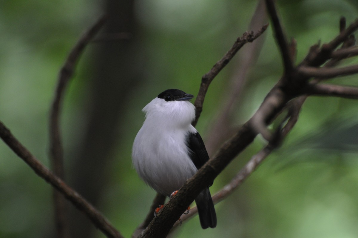 White-bearded Manakin - ML702315