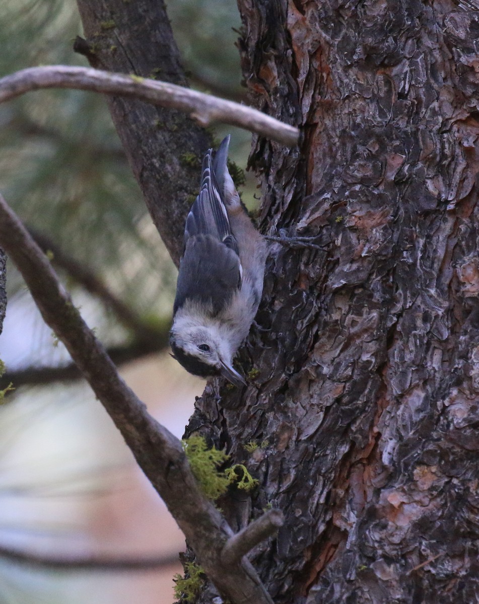 White-breasted Nuthatch (Interior West) - ML70231501