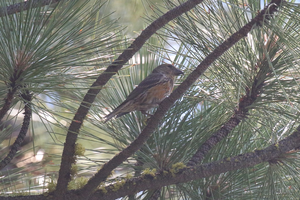 Red Crossbill - ML70231561