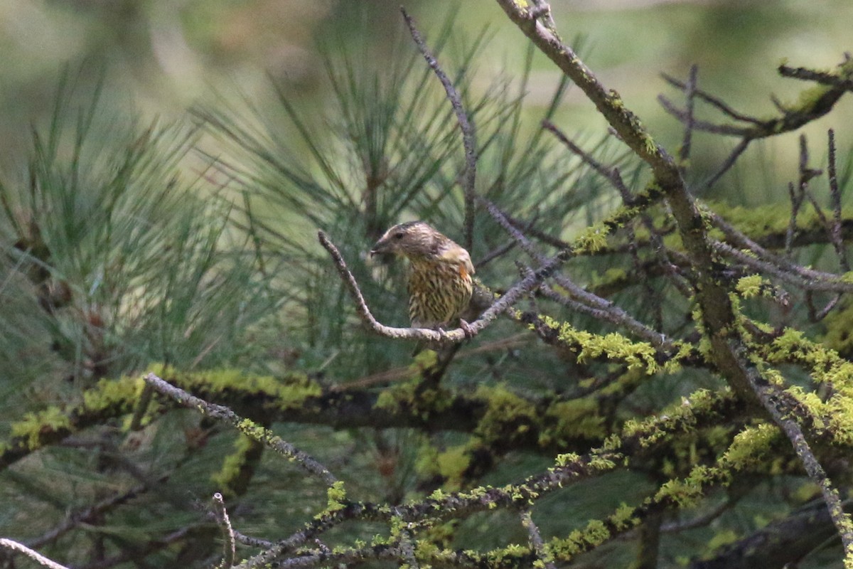 Red Crossbill - ML70231571