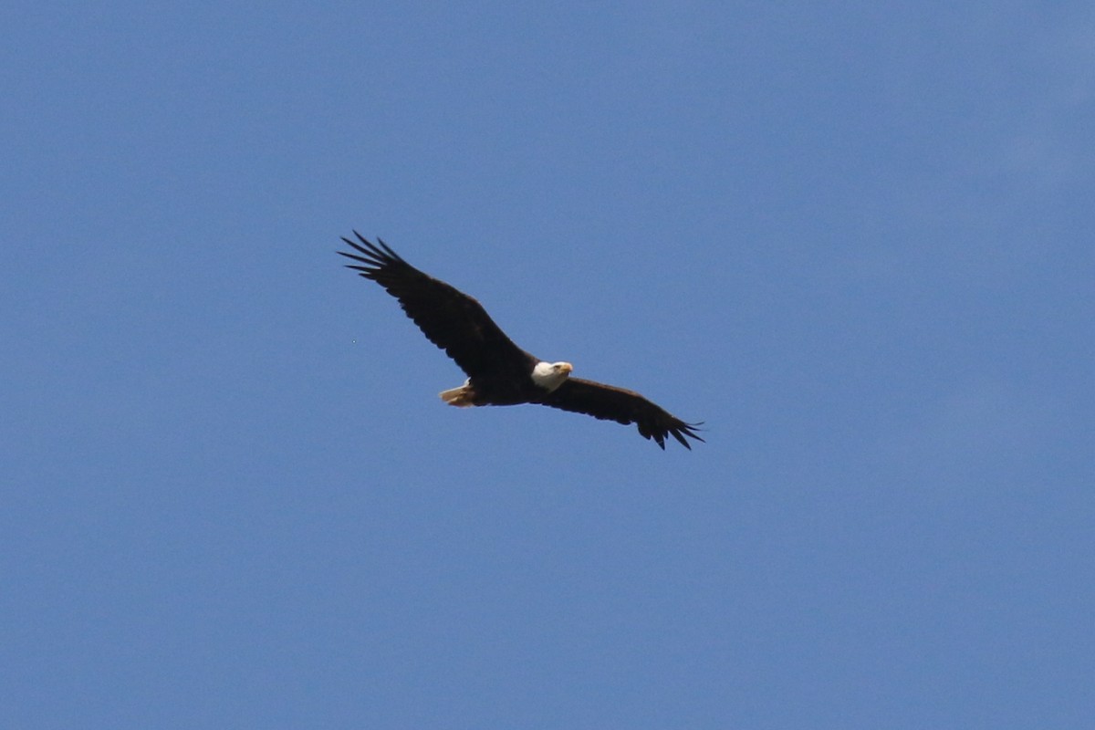 Bald Eagle - ML70231611