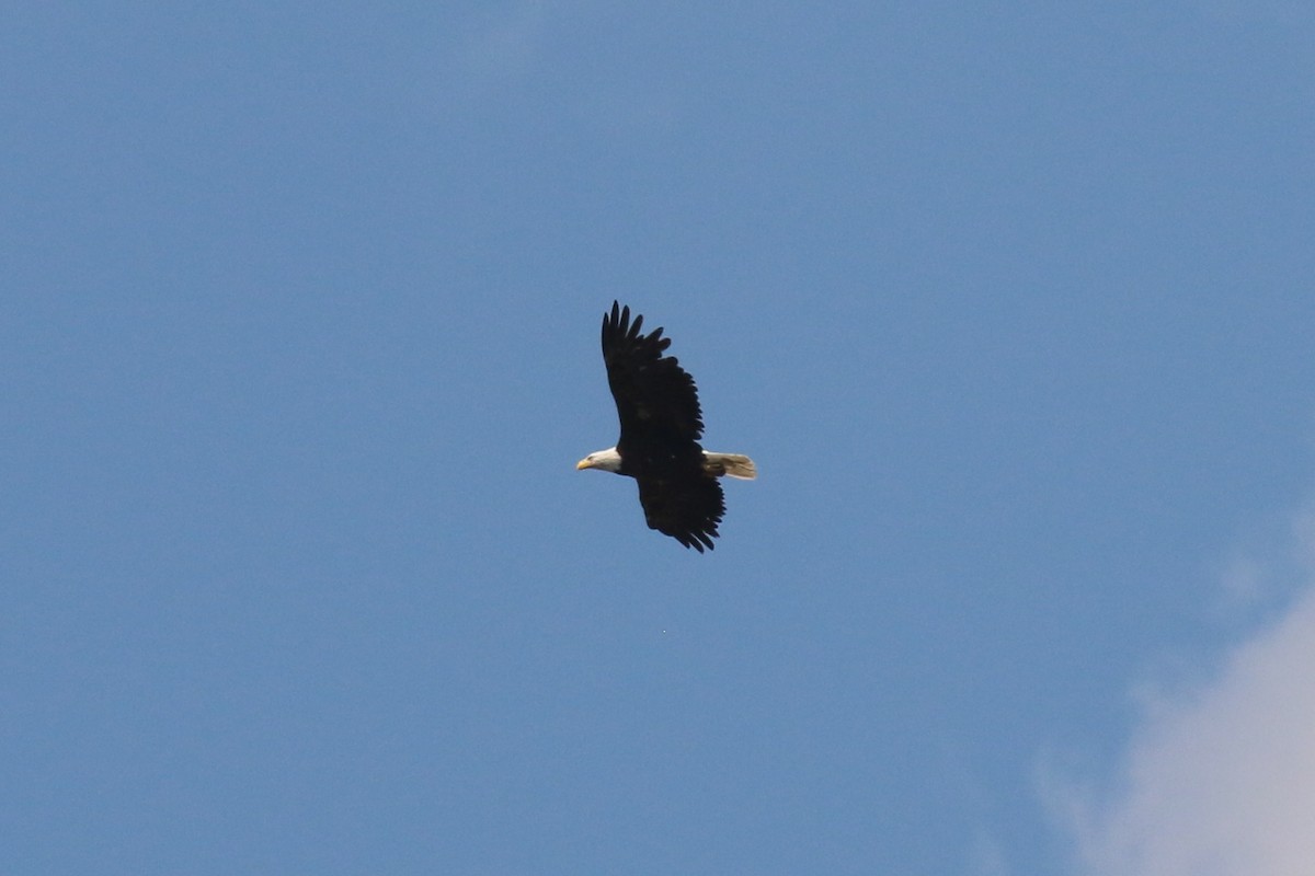 Weißkopf-Seeadler - ML70231621