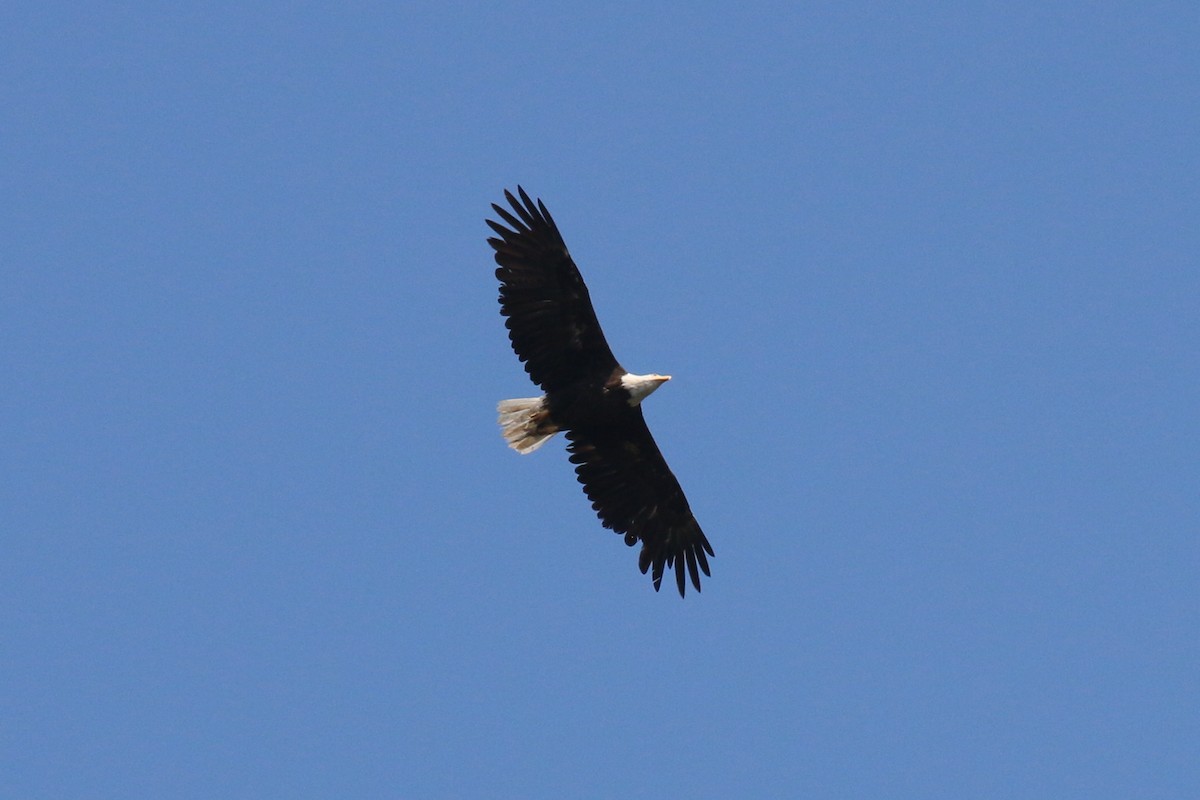 Weißkopf-Seeadler - ML70231641