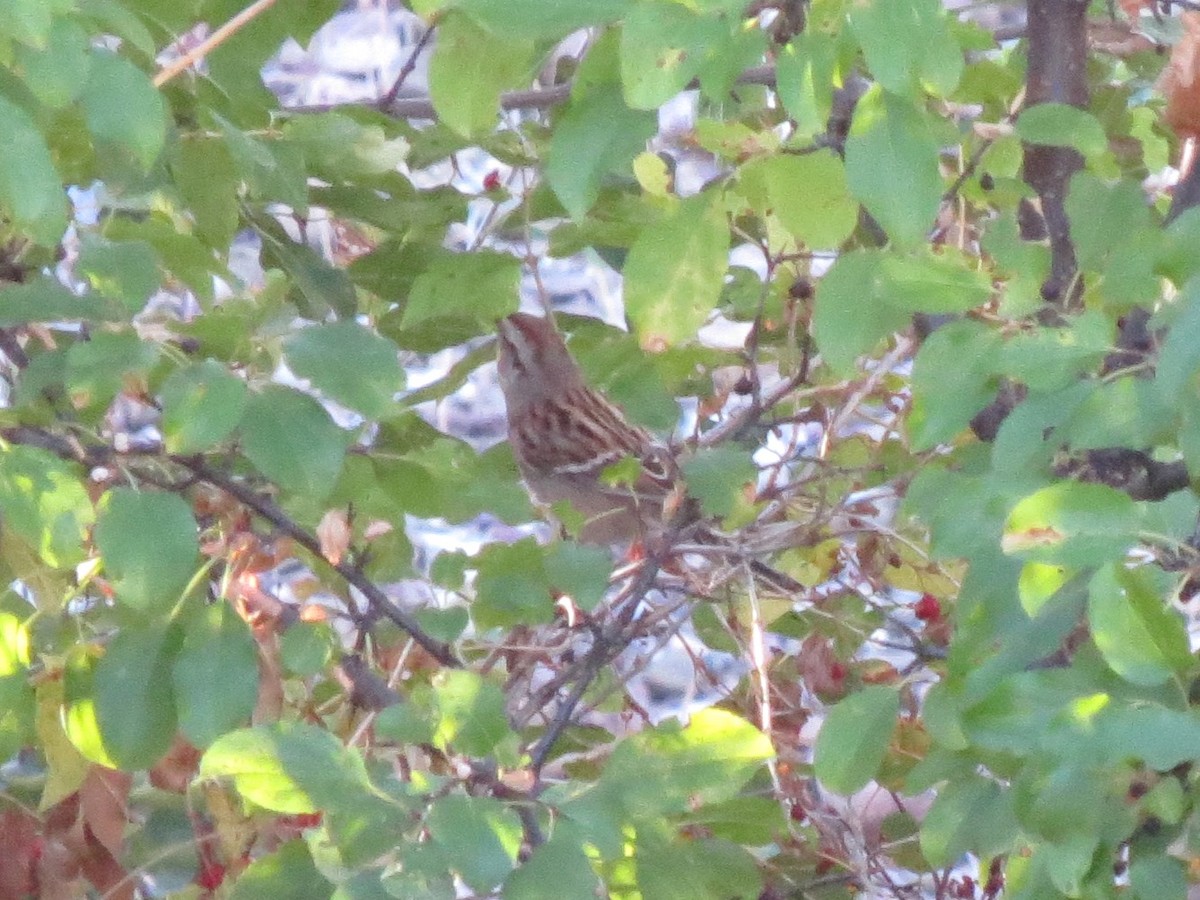 American Tree Sparrow - ML70231761