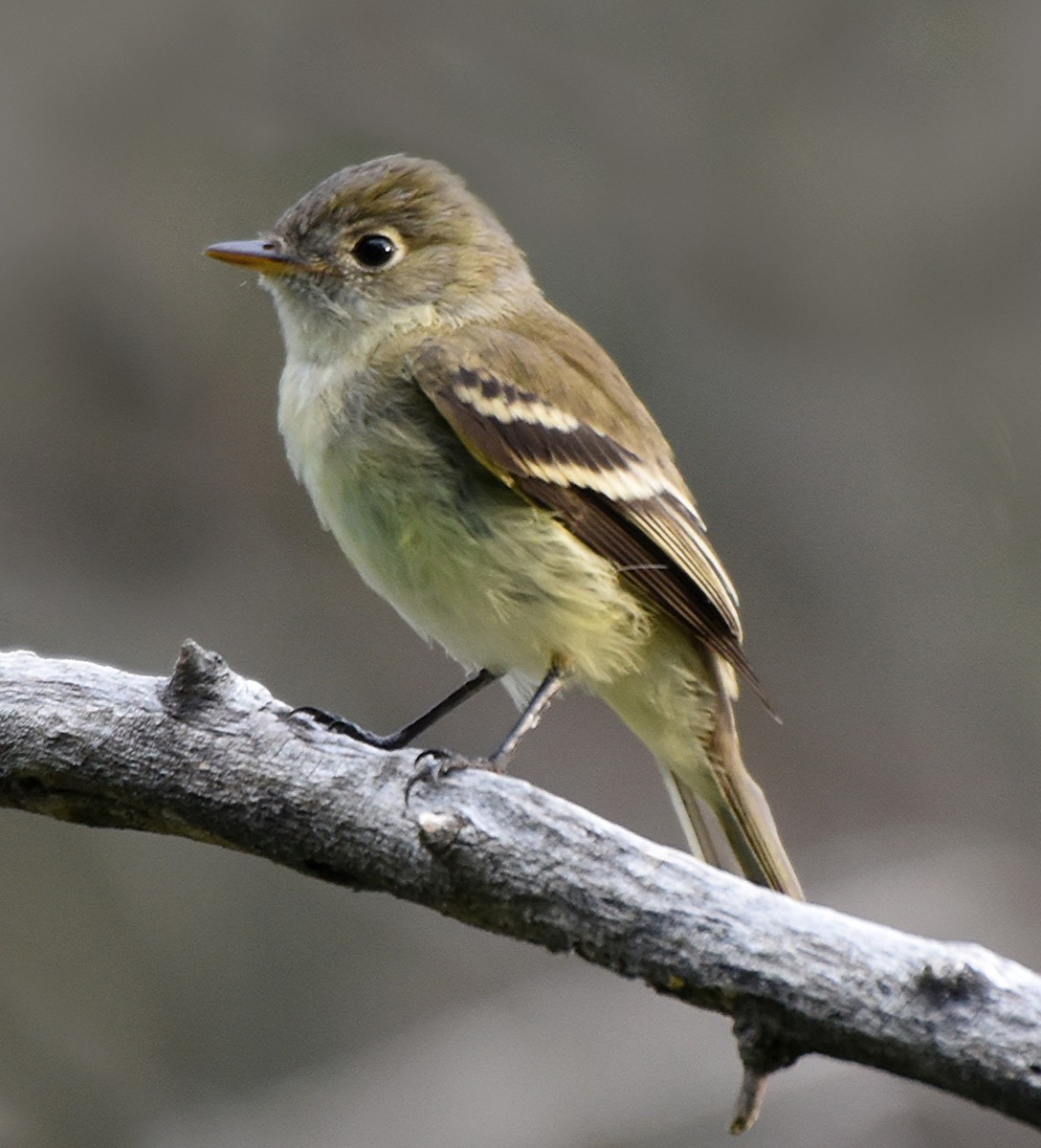 Least Flycatcher - ML70235121