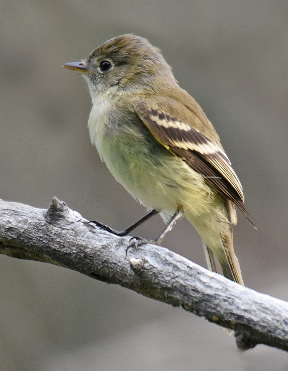 Least Flycatcher - ML70235131