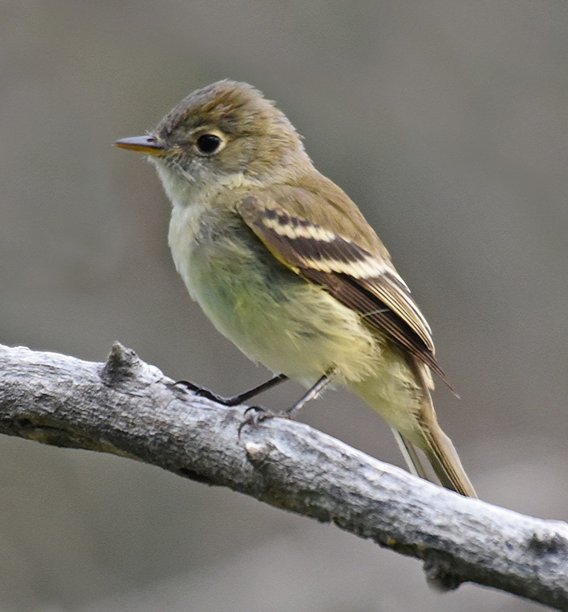 Least Flycatcher - ML70235141