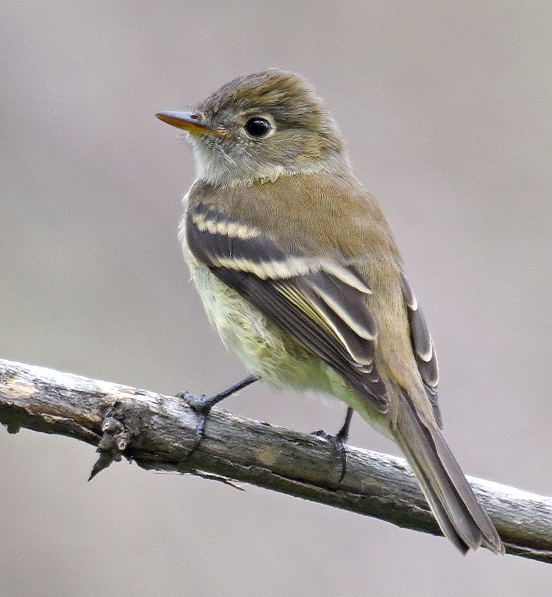 Least Flycatcher - ML70235151