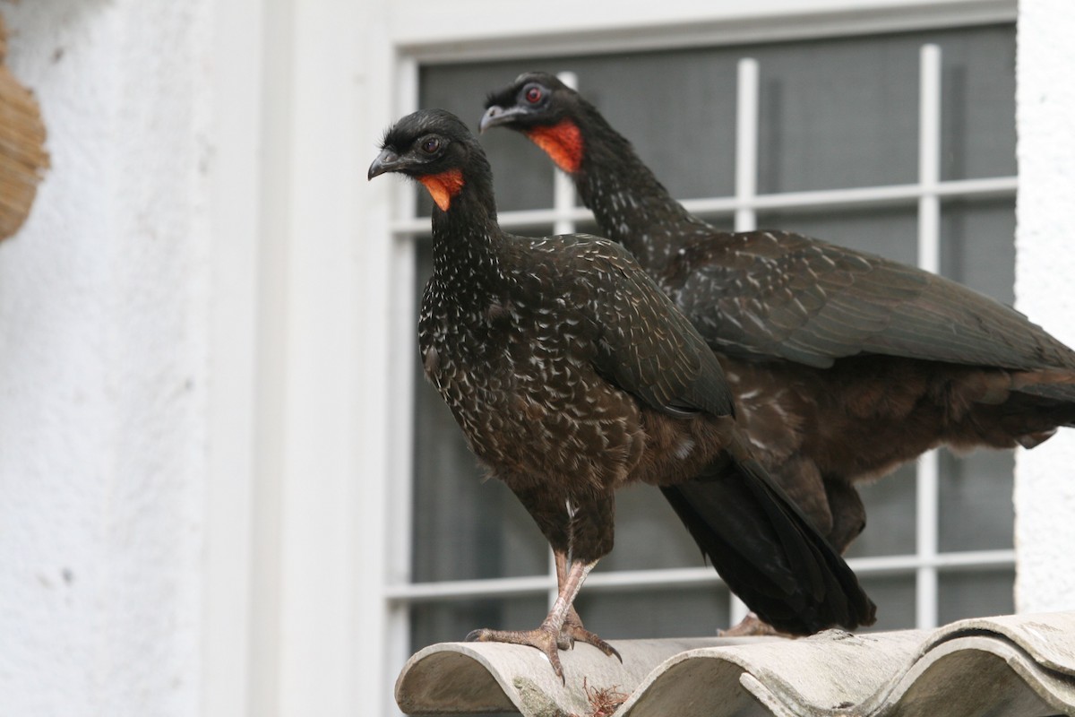 Dusky-legged Guan - Juan martinez