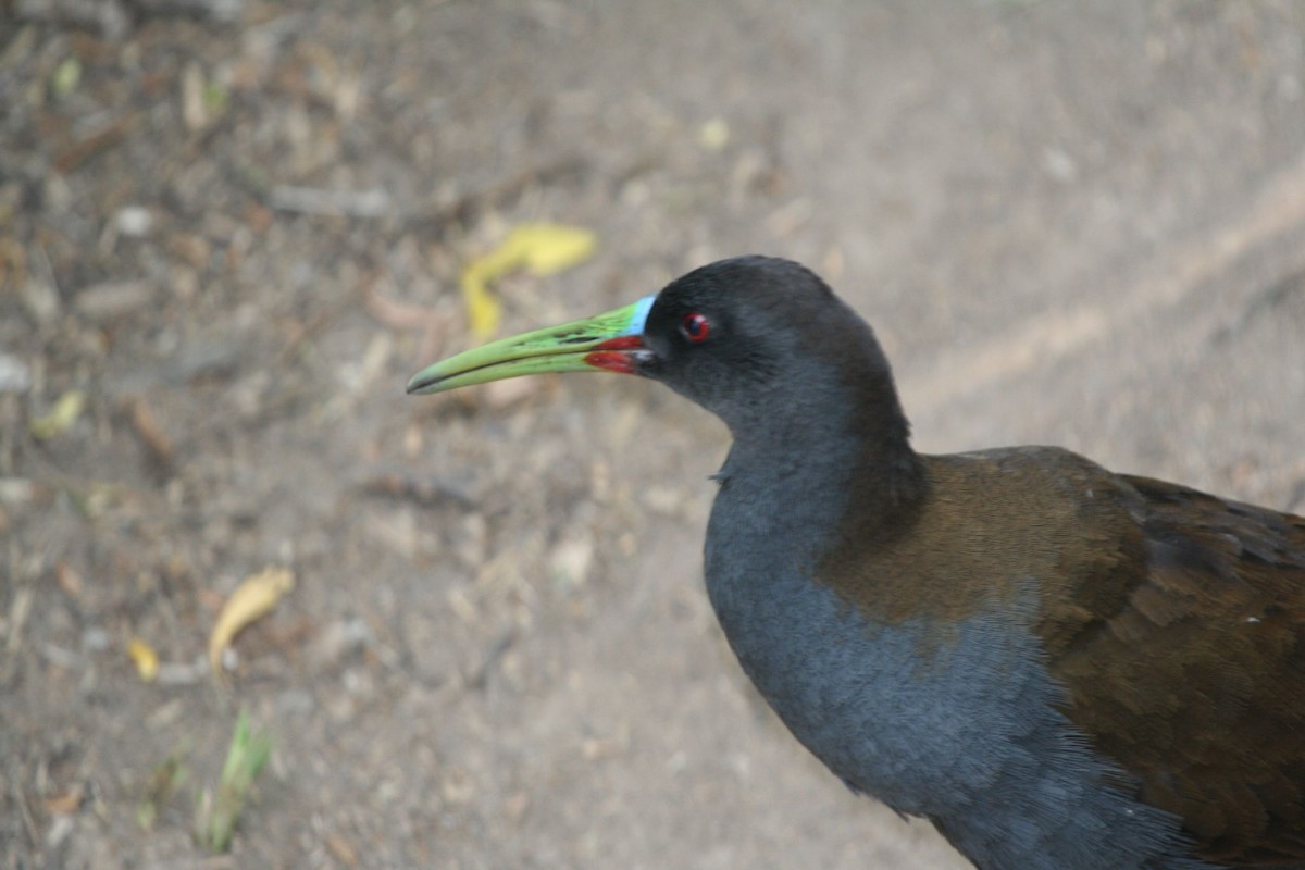 Plumbeous Rail - Juan martinez