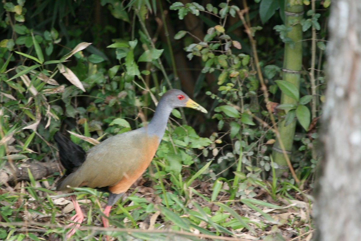 Gray-cowled Wood-Rail - Juan martinez