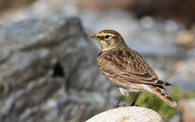 Which eBird Portal to Use for Maine Bird Observations? - eBird Maine