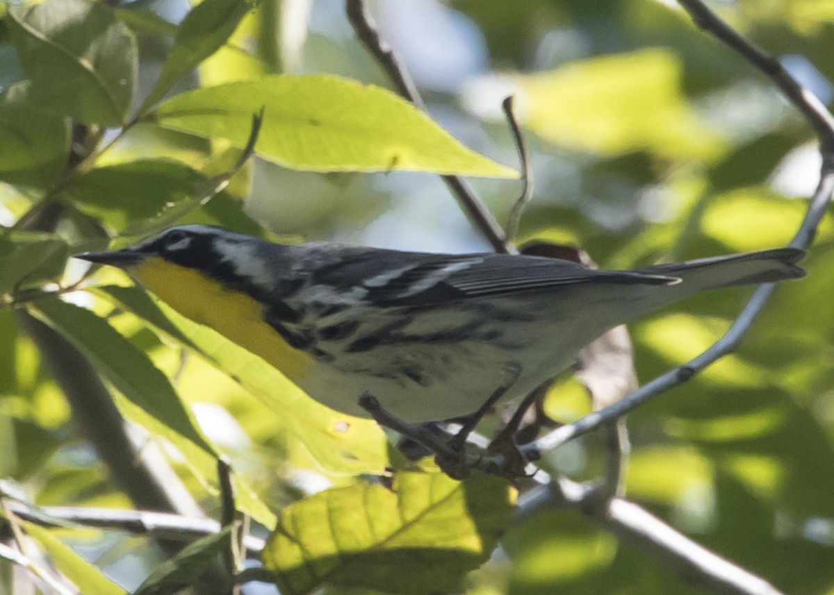 Yellow-throated Warbler - ML70239701