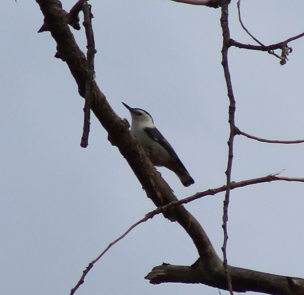 White-breasted Nuthatch - alison rodgers