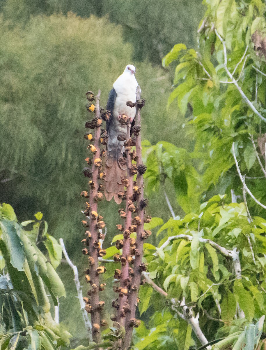 Great Cuckoo-Dove - Bill Bacon