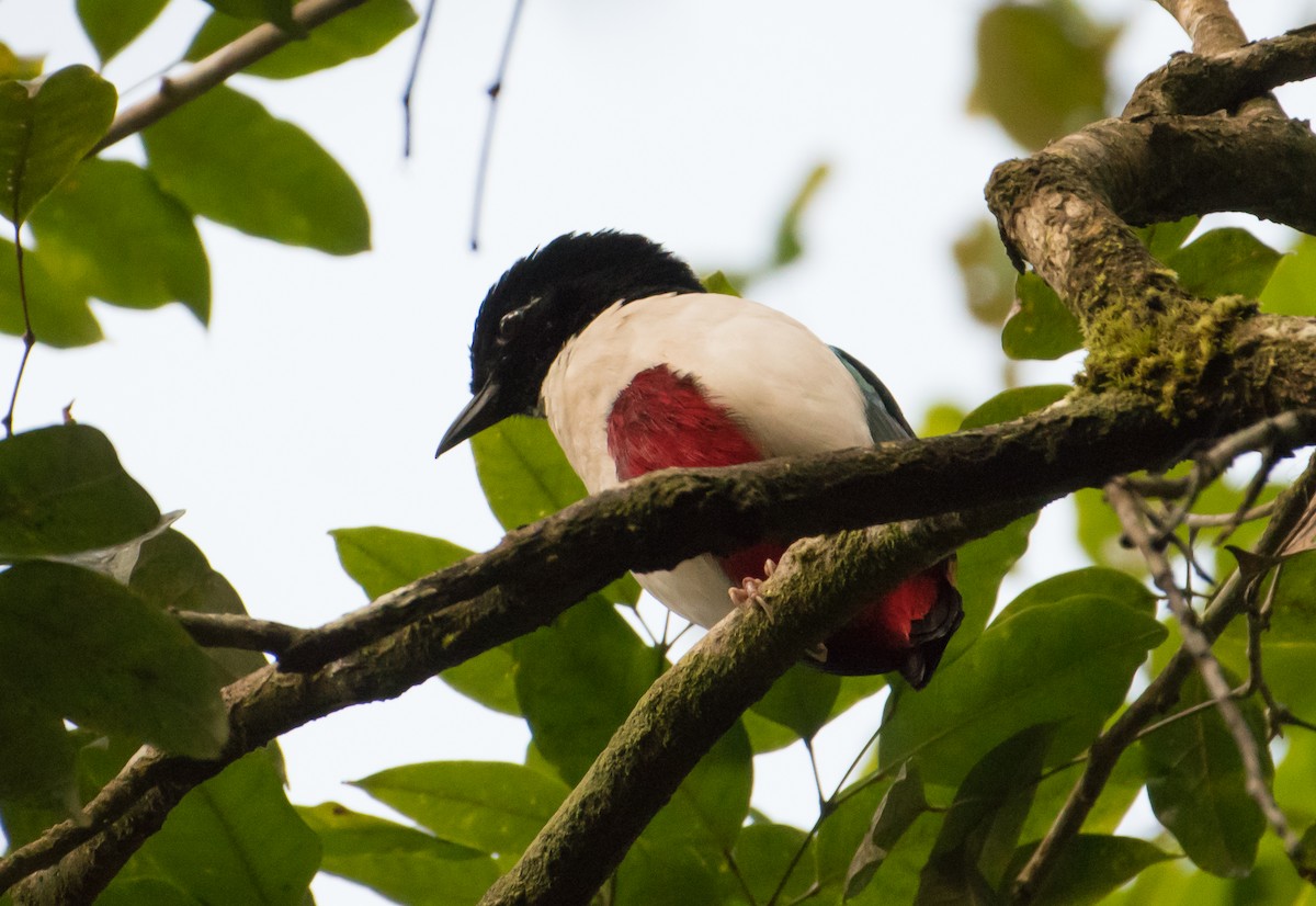 Ivory-breasted Pitta - ML70242821