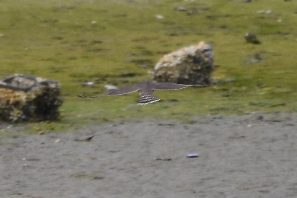 コチョウゲンボウ（columbarius） - ML70242881