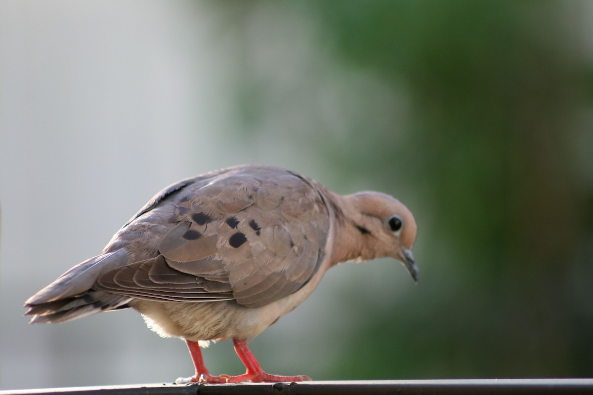 Eared Dove - Juan martinez