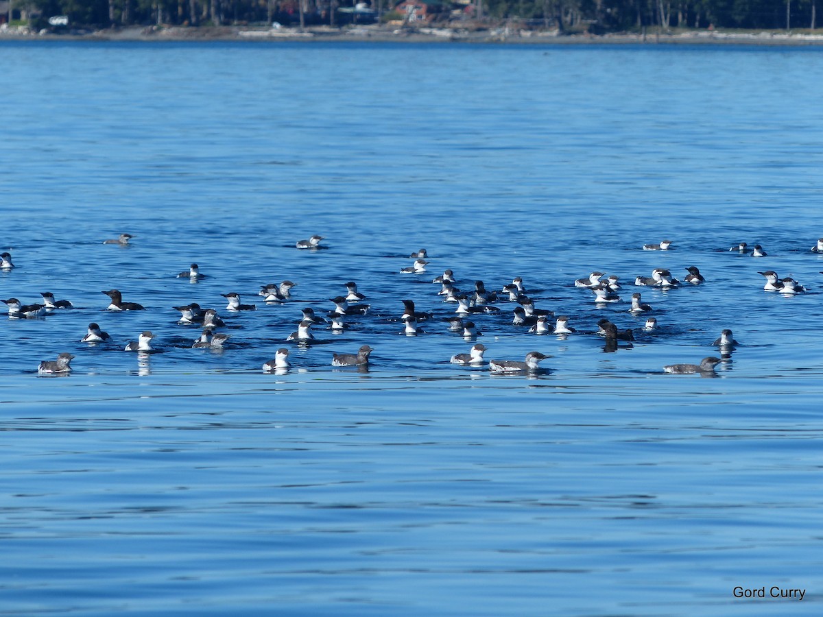 Common Murre - ML70244981