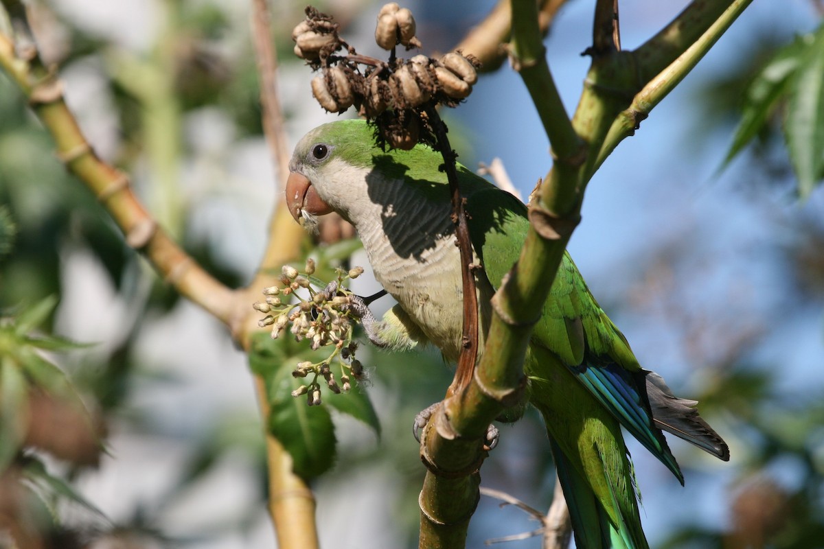 Monk Parakeet (Monk) - Juan martinez