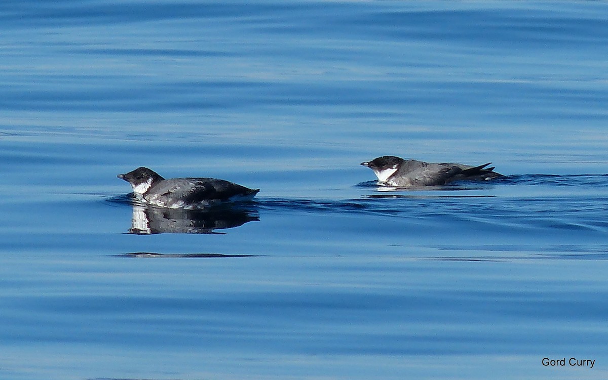 Ancient Murrelet - ML70245021