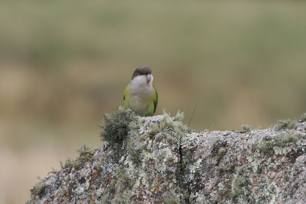 Gray-hooded Parakeet - ML702452