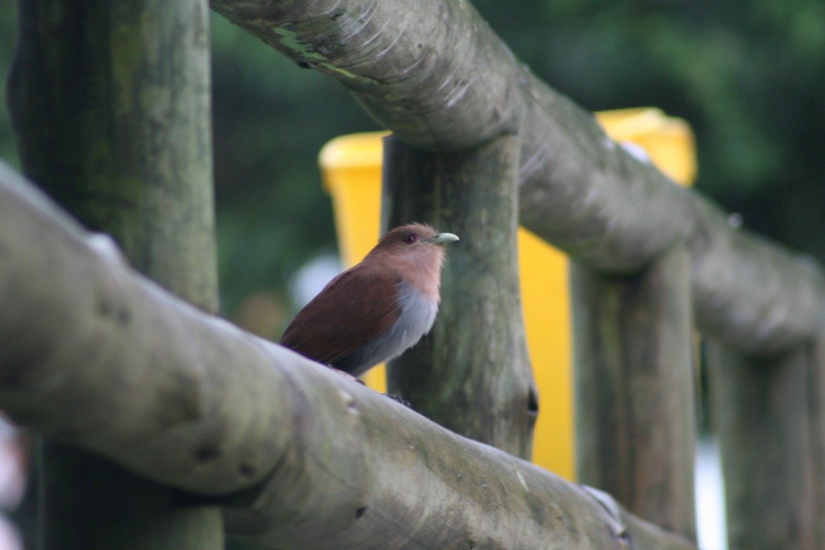 Squirrel Cuckoo - Juan martinez