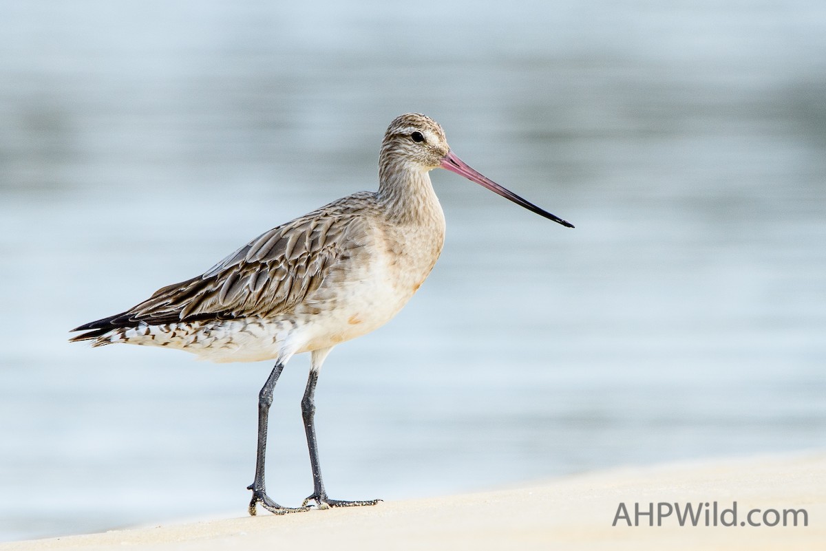 Bar-tailed Godwit - ML70245681