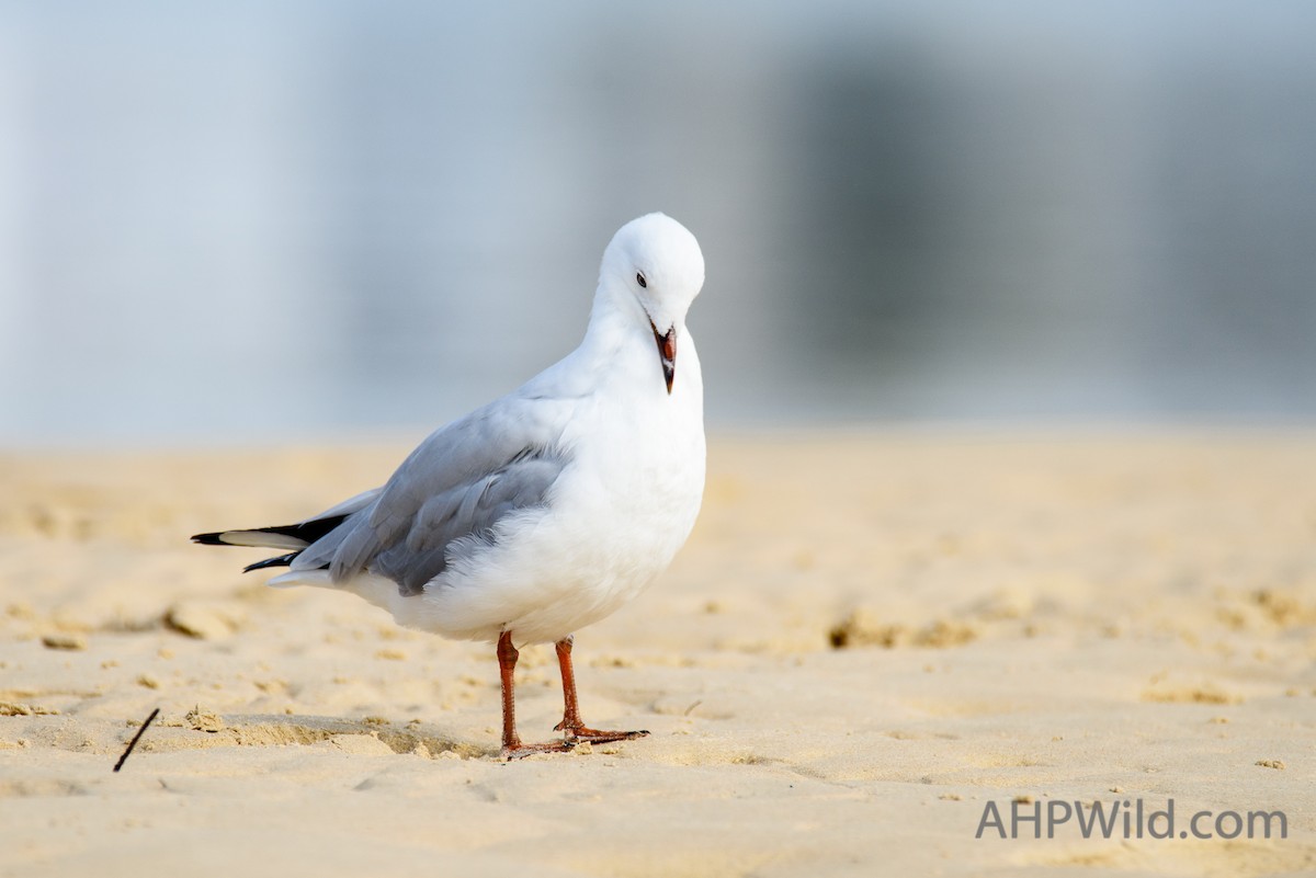 Avustralya Martısı (novaehollandiae/forsteri) - ML70245721