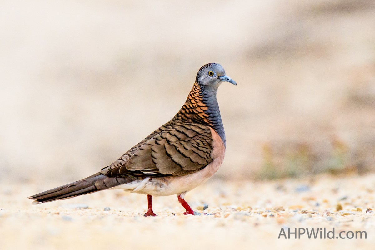 Bar-shouldered Dove - ML70245731