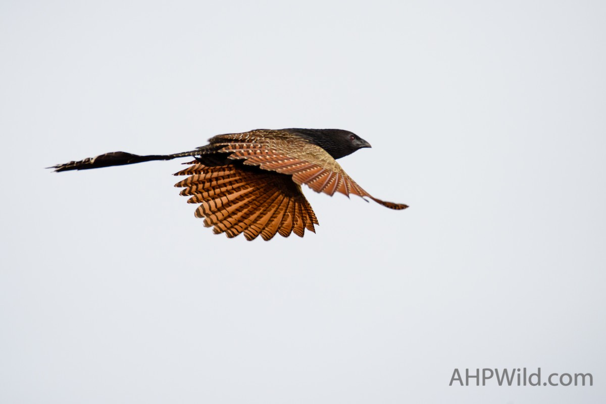 Pheasant Coucal - ML70245801