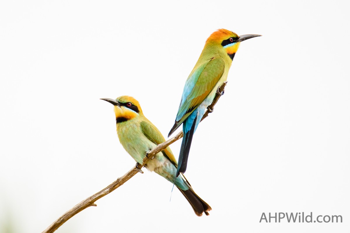 Rainbow Bee-eater - ML70245821