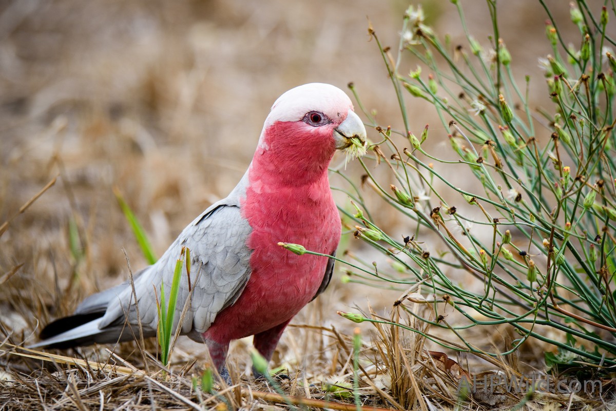 Galah - ML70245891