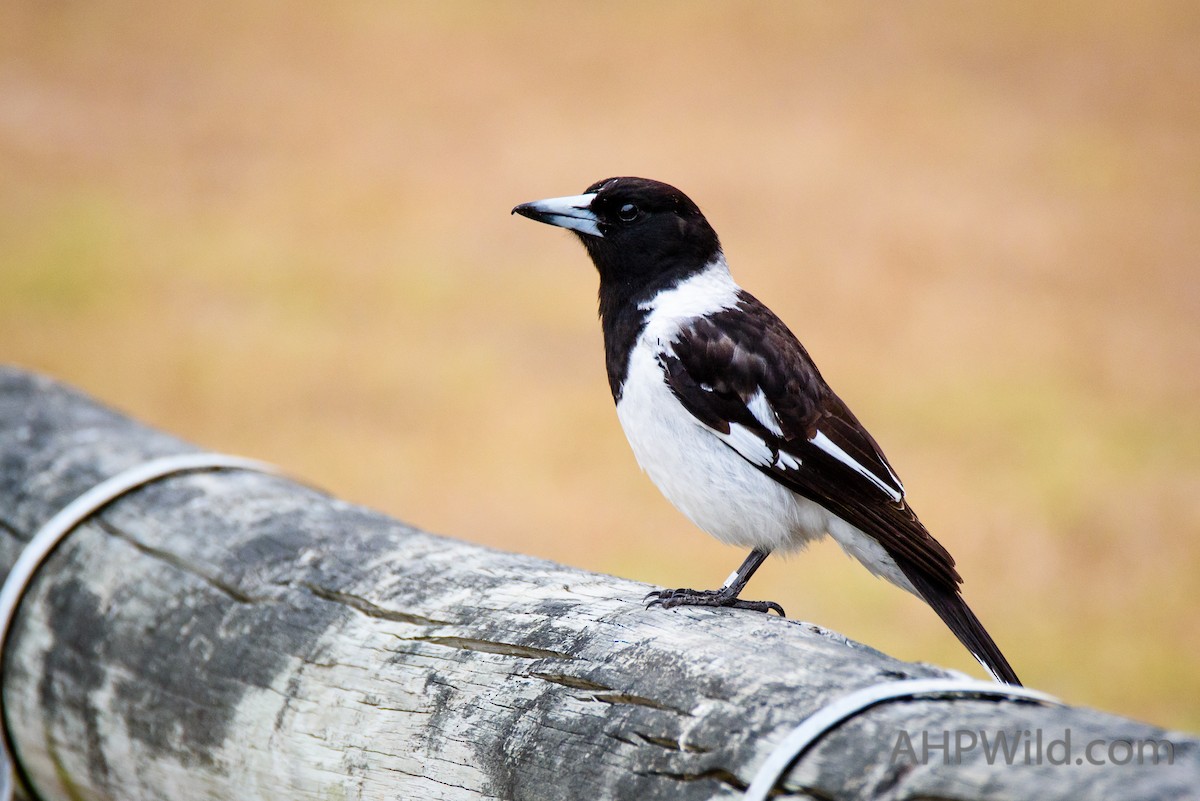 Pied Butcherbird - ML70245971