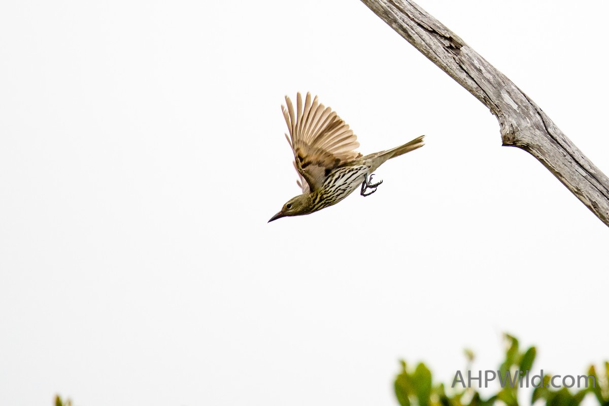 Olive-backed Oriole - Adam Higgins