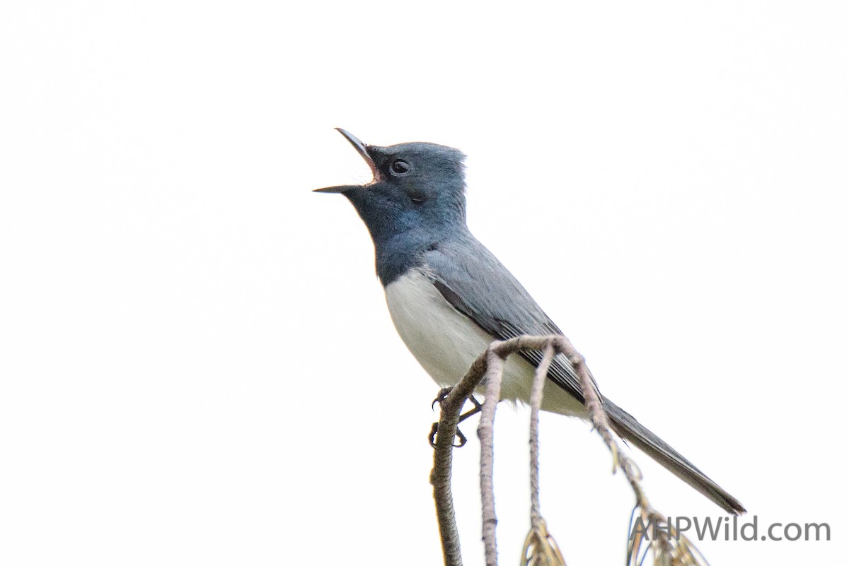 Leaden Flycatcher - ML70246071