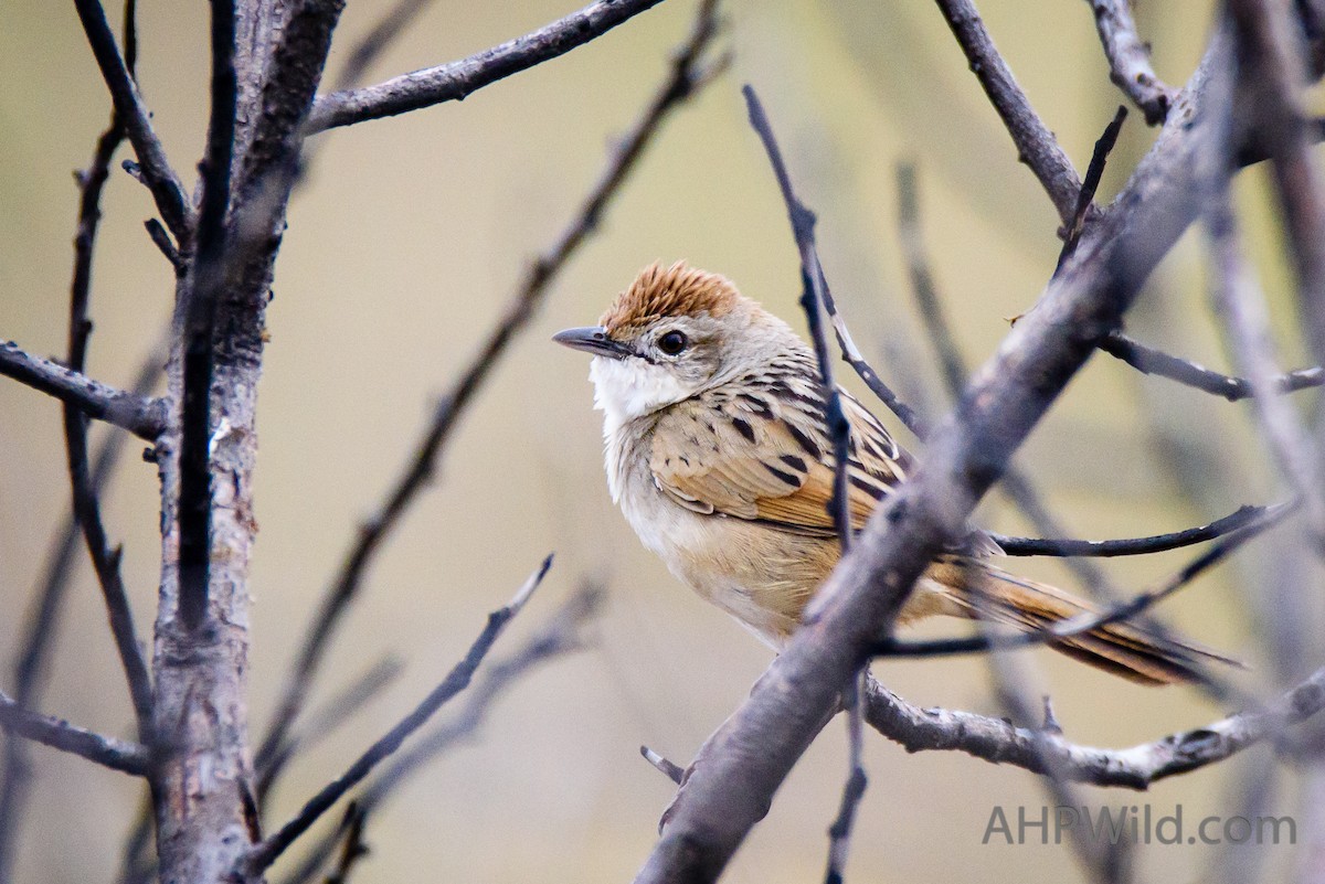 Tawny Grassbird - Adam Higgins