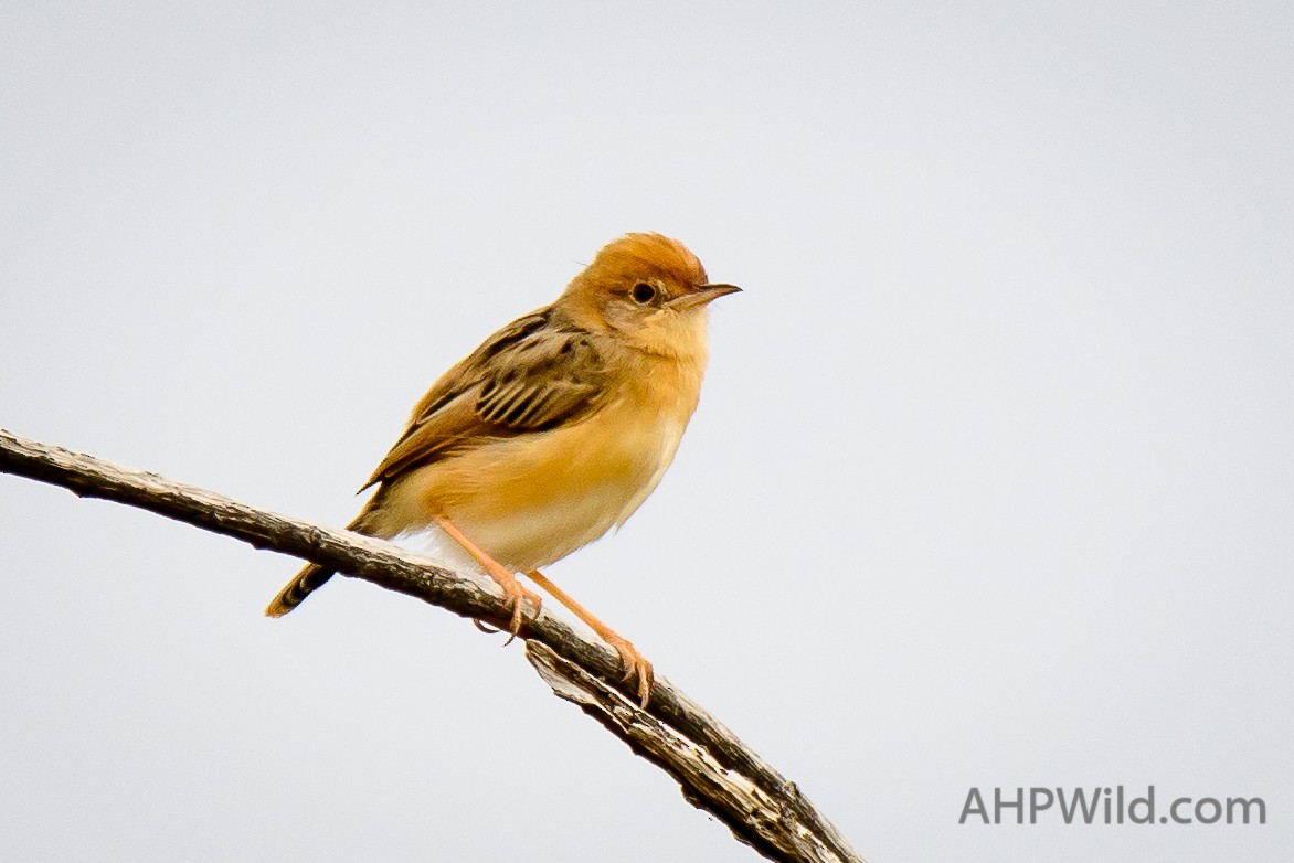 Golden-headed Cisticola - ML70246171