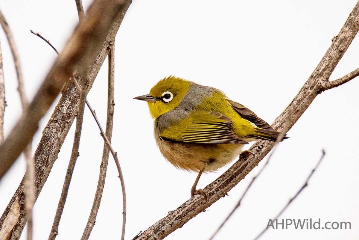 Silvereye - ML70246221