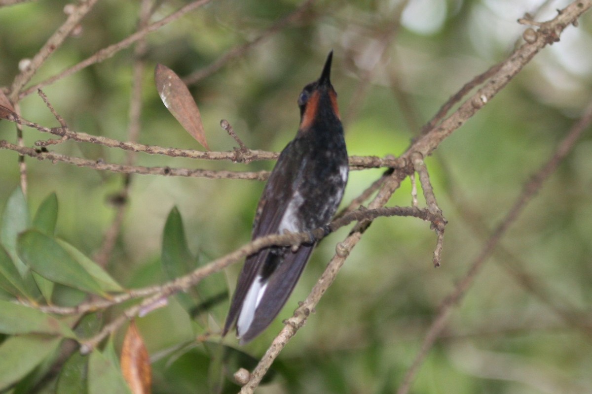 kolibřík černobílý - ML702465