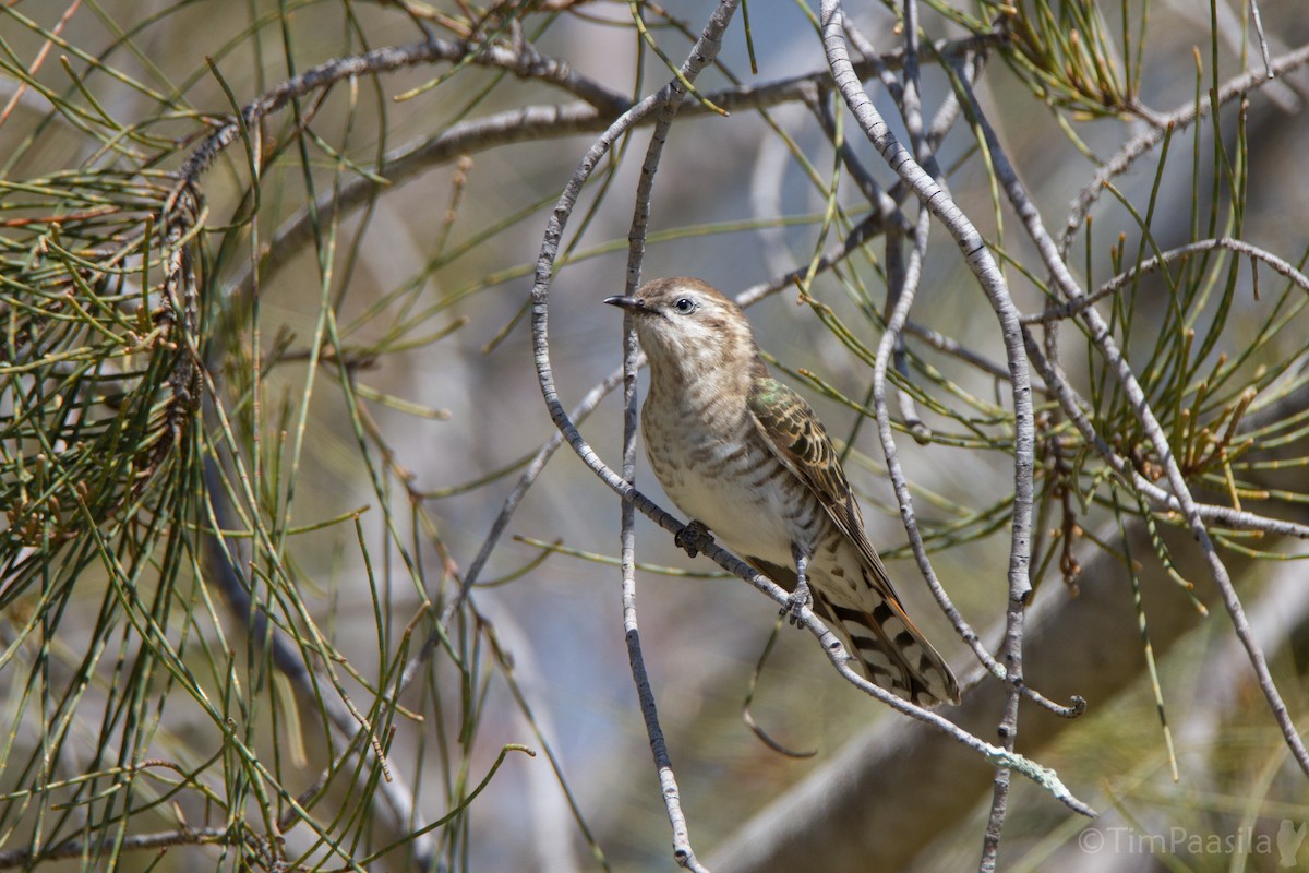 Horsfield's Bronze-Cuckoo - Timothy Paasila